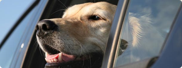 moving_to_vermont_pets.jpg