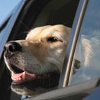 moving_to_vermont_pets_thumbnail.jpg