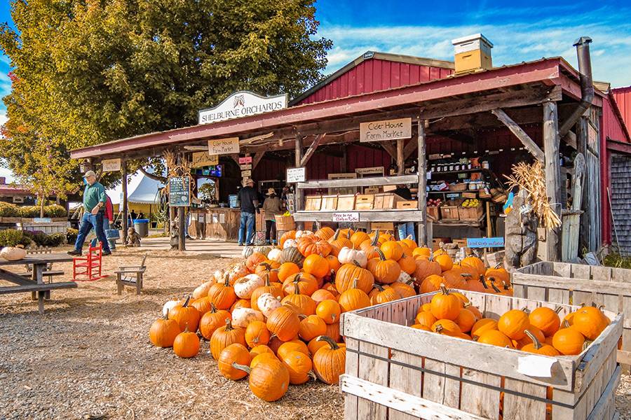 shelburne orchards