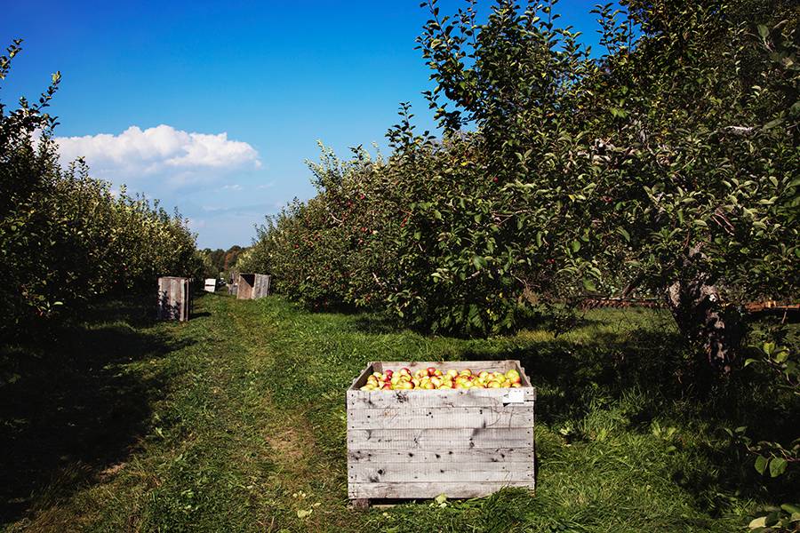 shelburne orchard