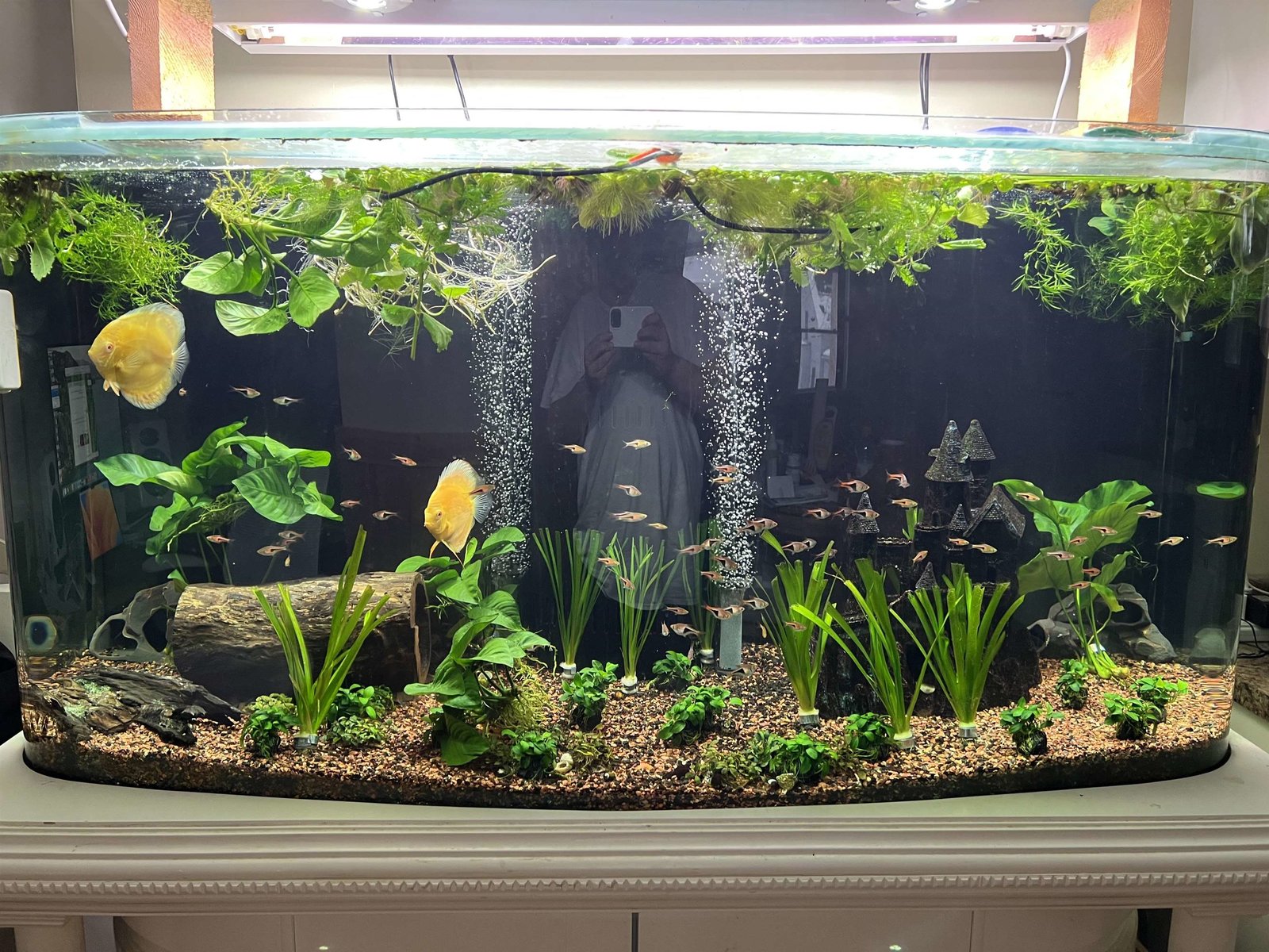 Aquarium ($4900)