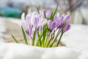 spring-into-action.jpg spring-into-action.jpg