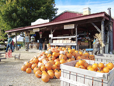 shelburne orchard