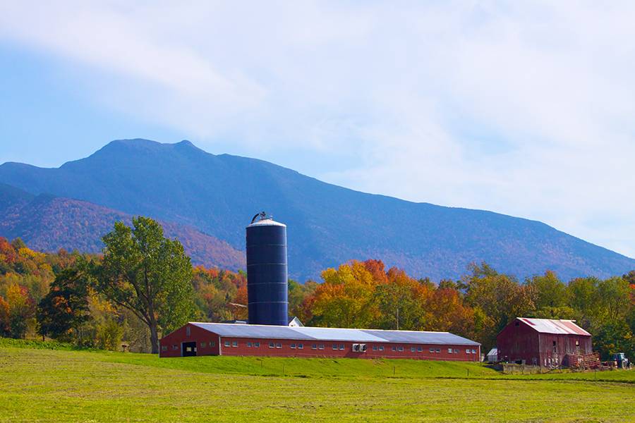 Cambridge farm