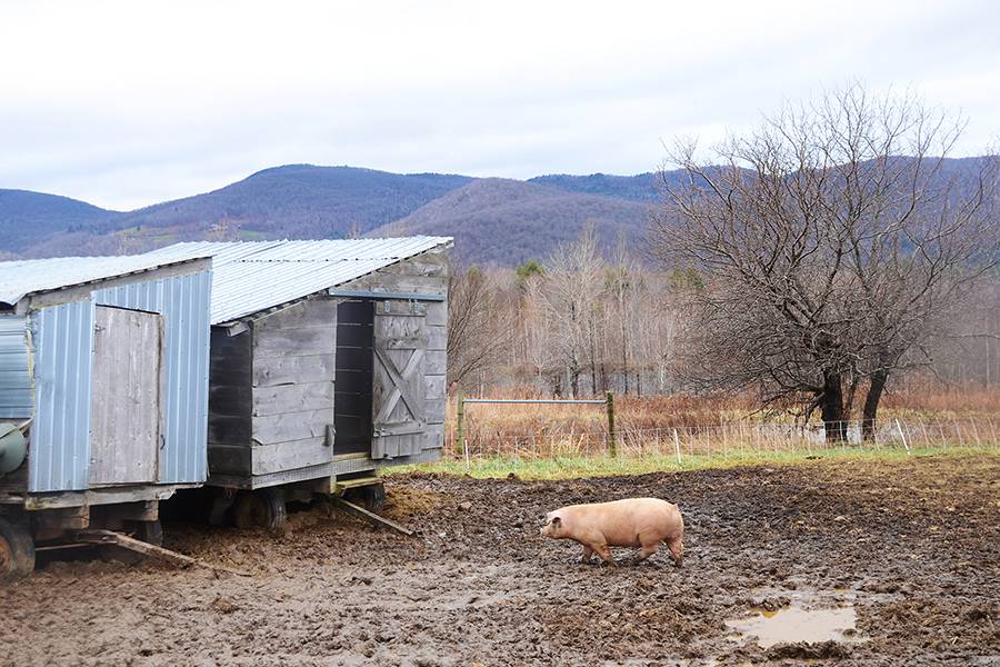 huntington farm