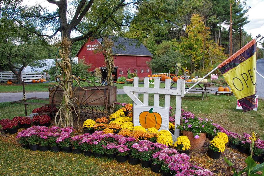 red barn gardens williston