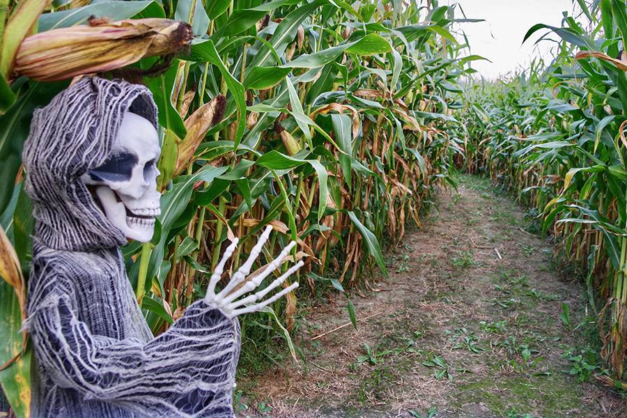 whitcombs corn maze
