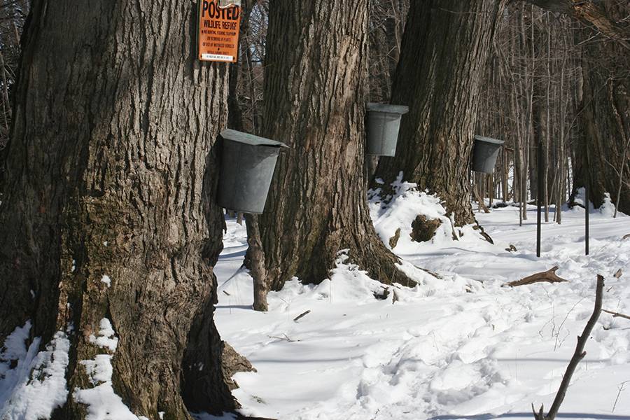 maple sap buckets