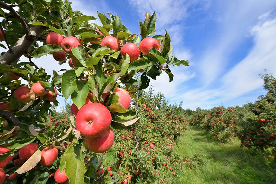 Apple Island