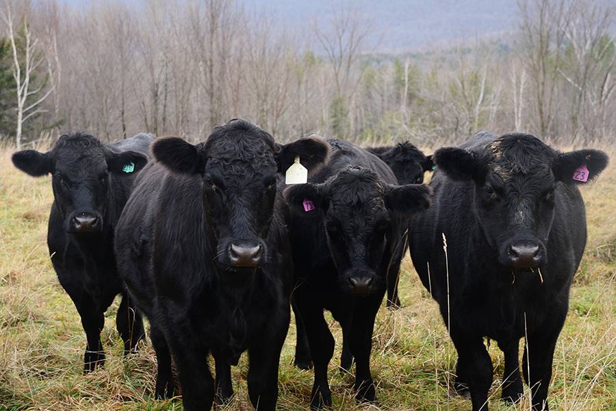 cows in huntington