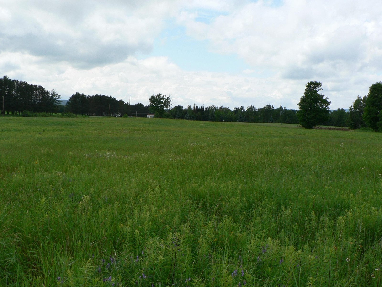 - Pine Hill Road