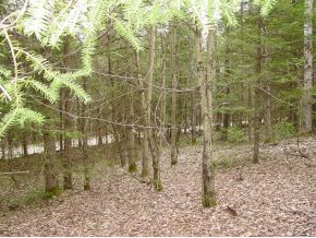 - Bates Hill Road
