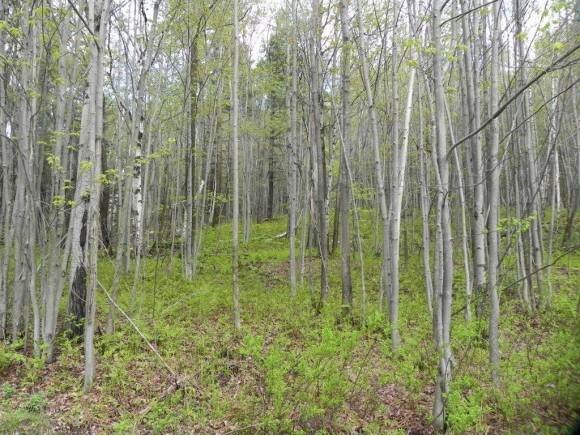  Beaver Meadow Road