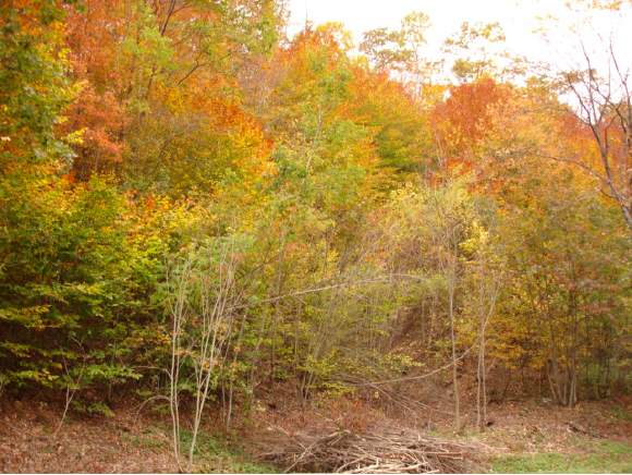  Carlisle Hill Rd