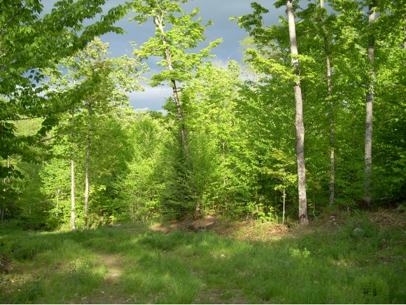  Elmore Pond Road