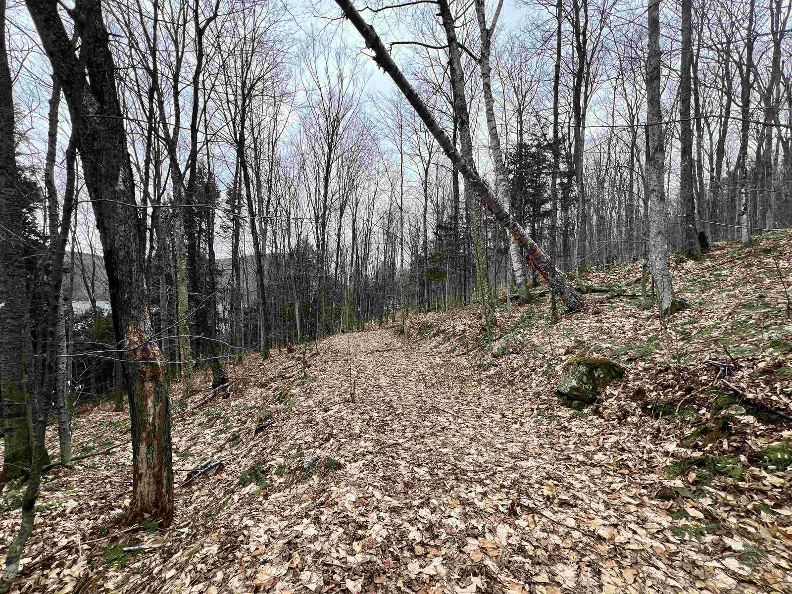 Path in the State Forest