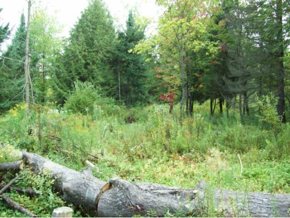  Forestdal Farm Ln