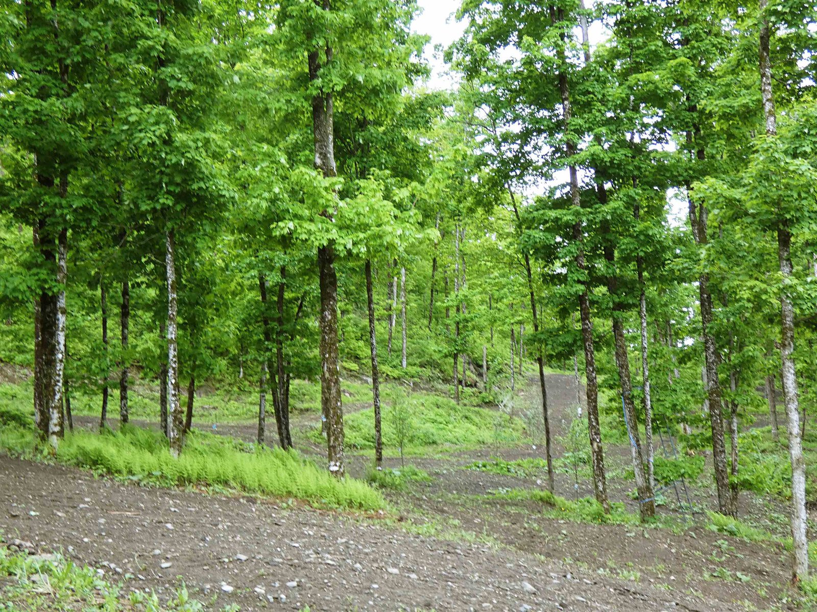 - Lafont Road