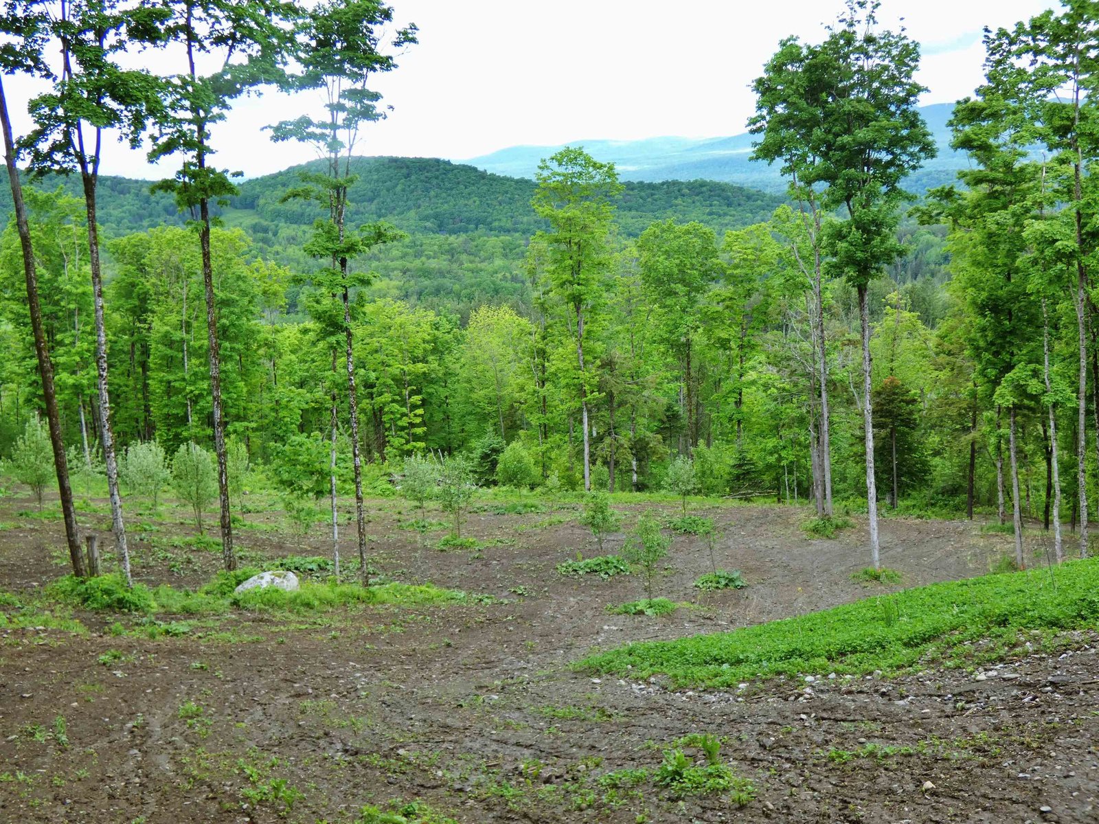 - Lafont Road