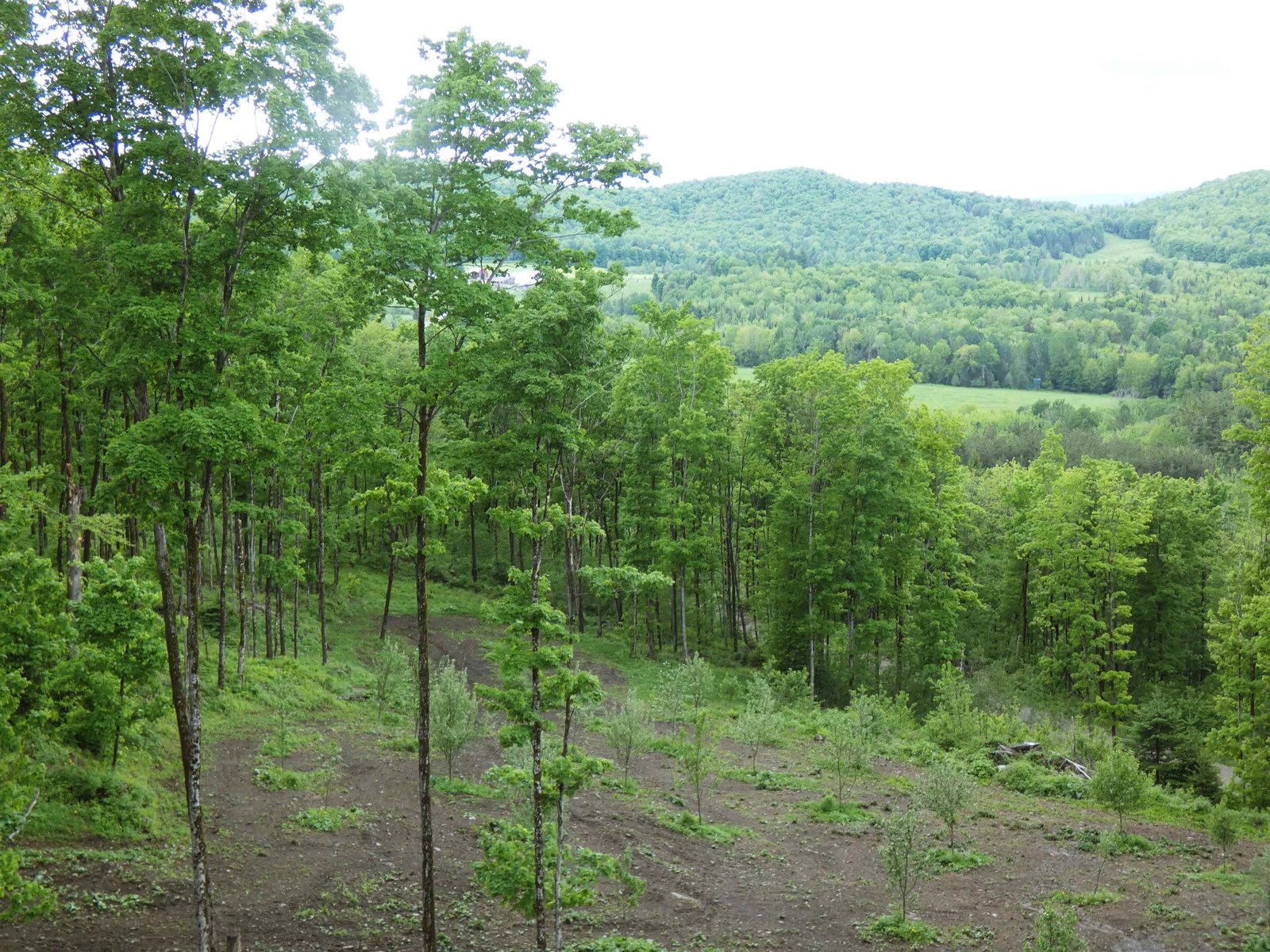 - Lafont Road