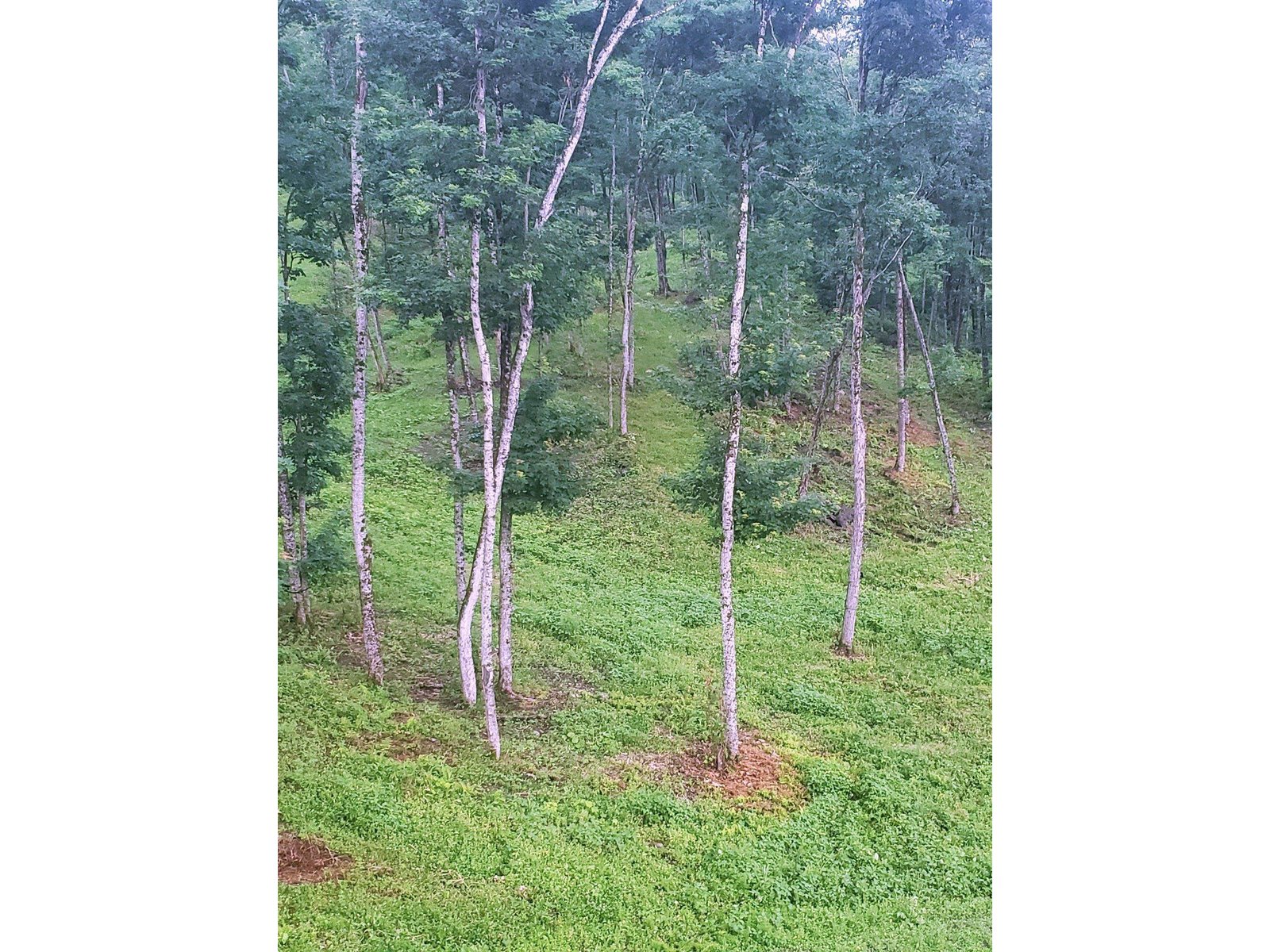 - Lafont Road
