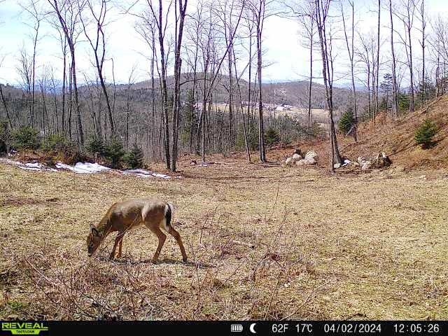 - Lafont Road