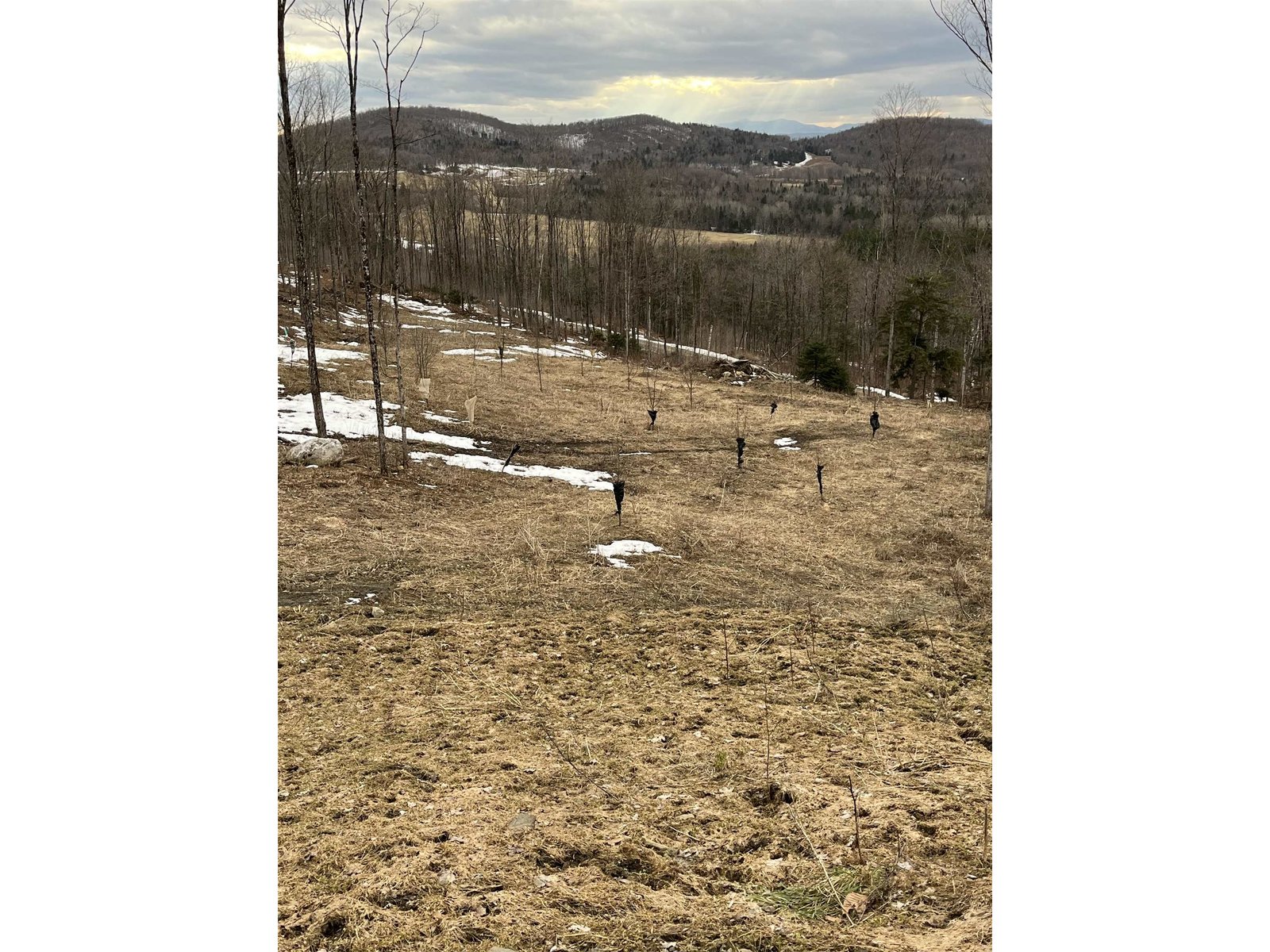 - Lafont Road