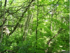  Rugg Road, Oak Ridge Lot #6
