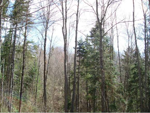  Spruce Lane