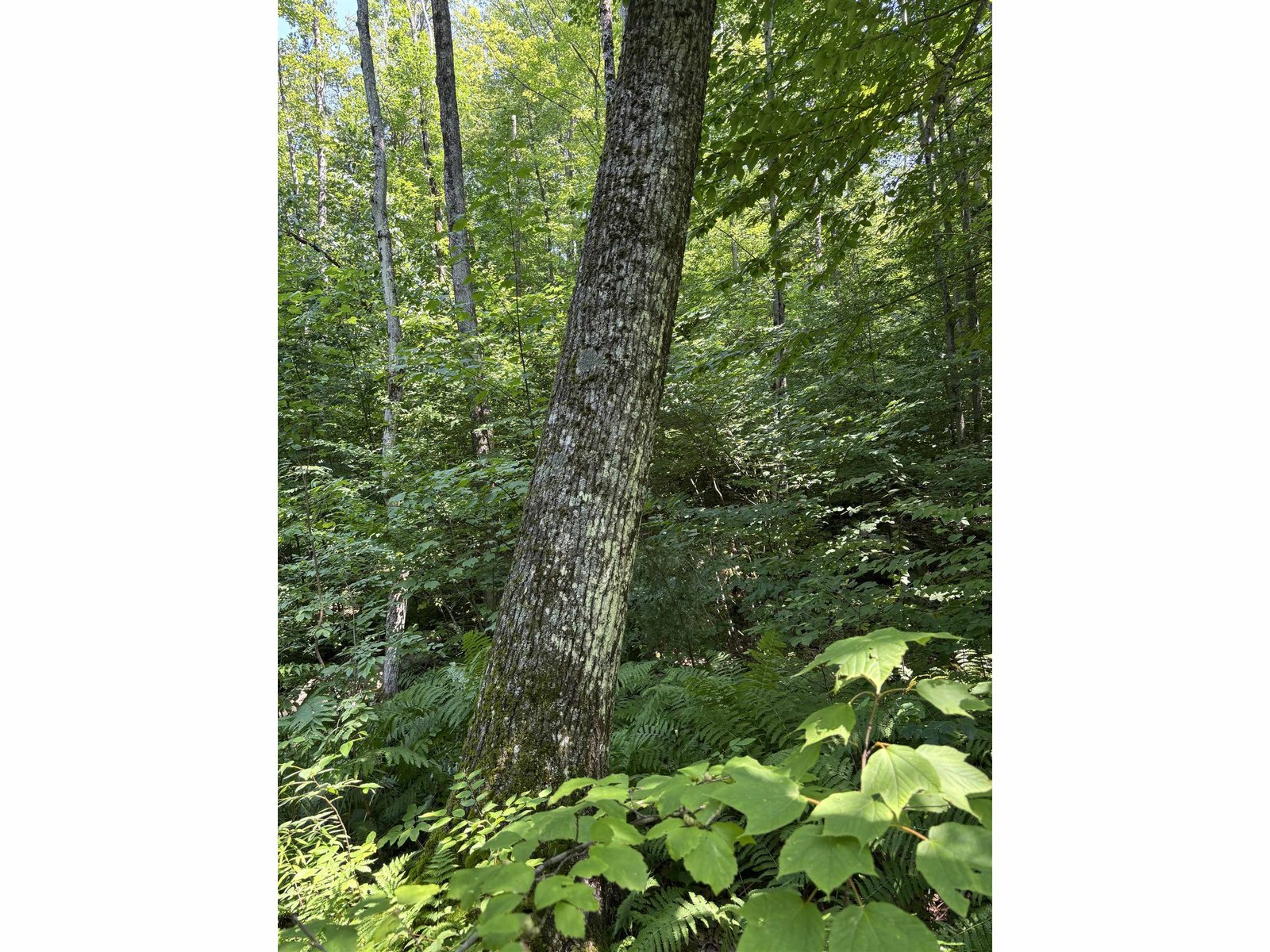 Red Oak Mature Sawtimber