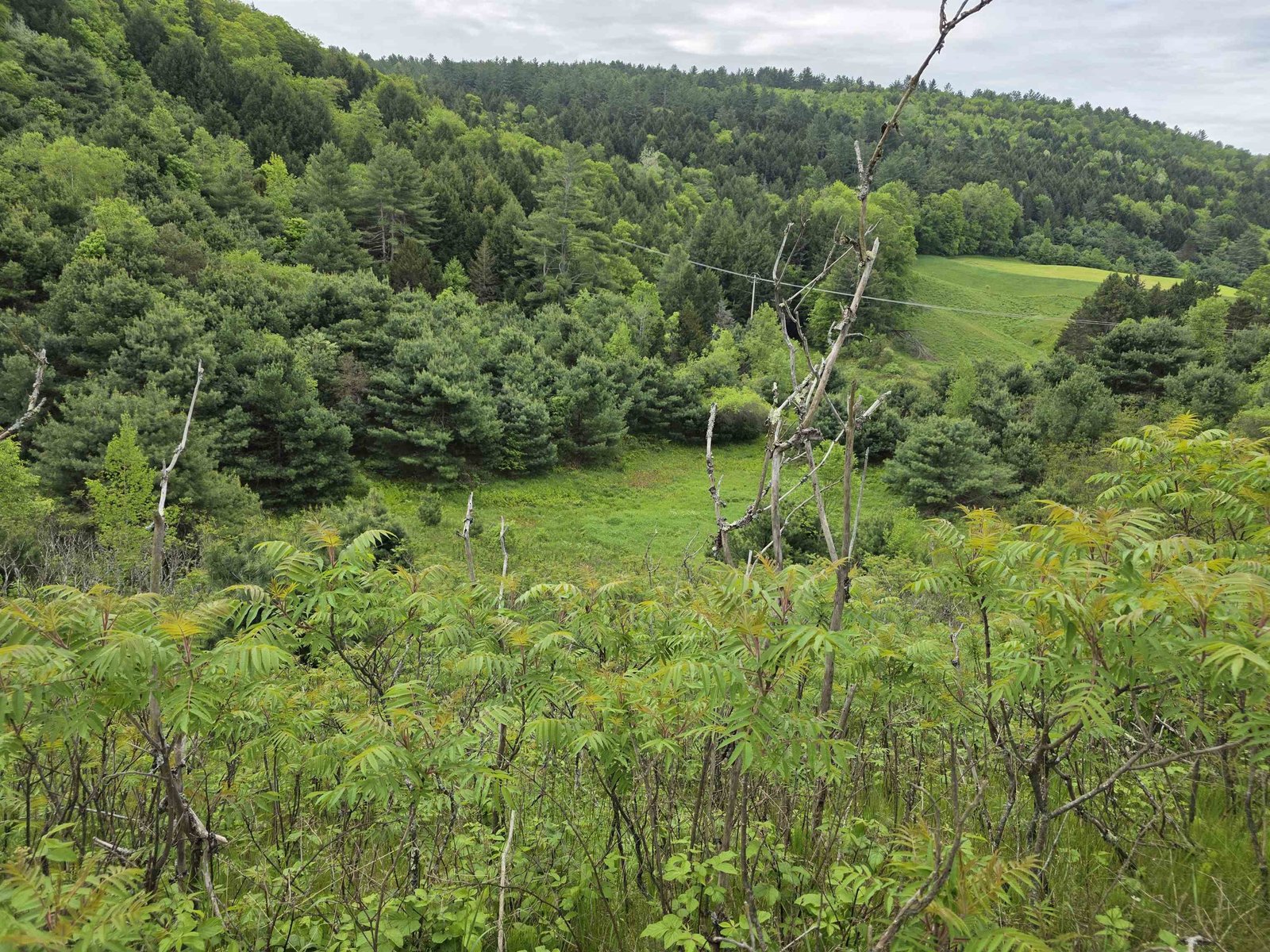  VT Route 14 South
