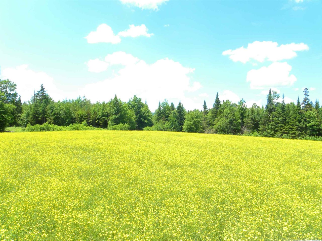 - Willoughby Lake Road