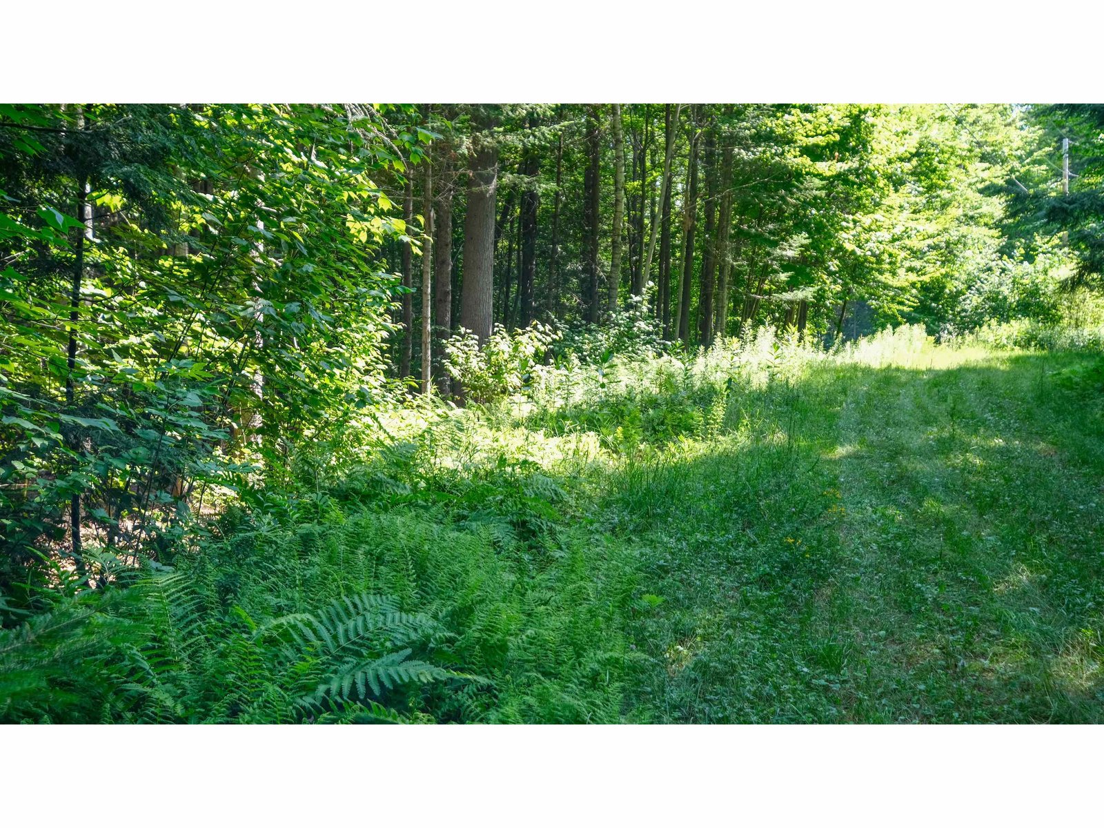 Edge of woods