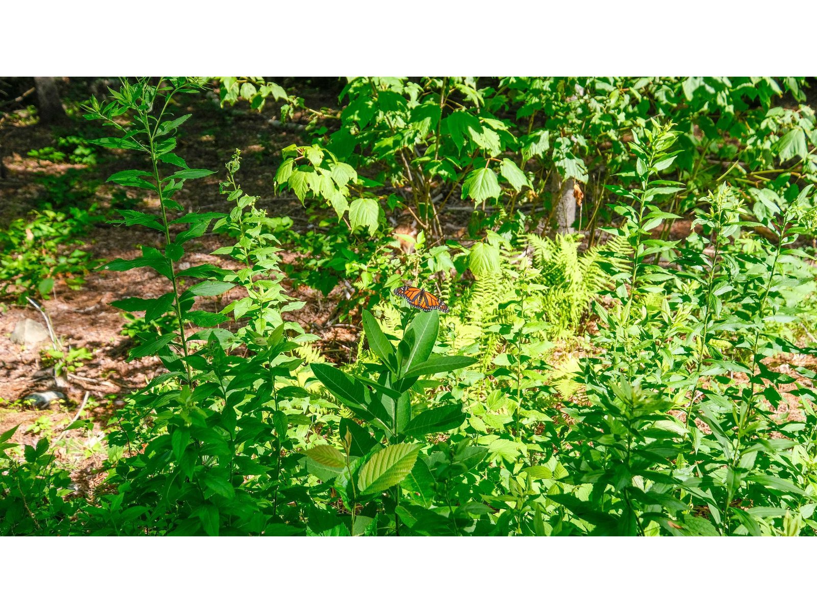 0 Berry Patch Lane