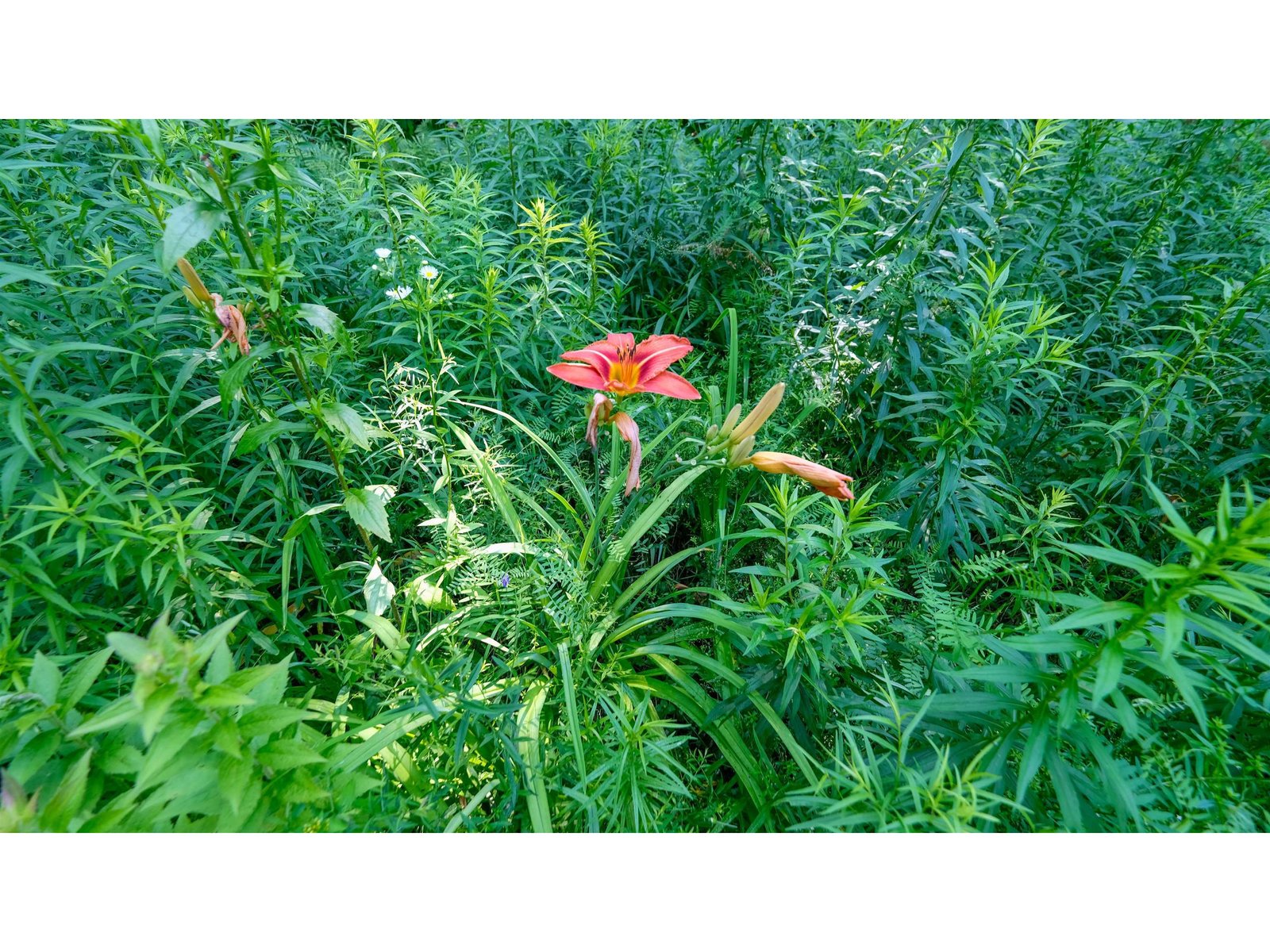 Flowers at edge of field