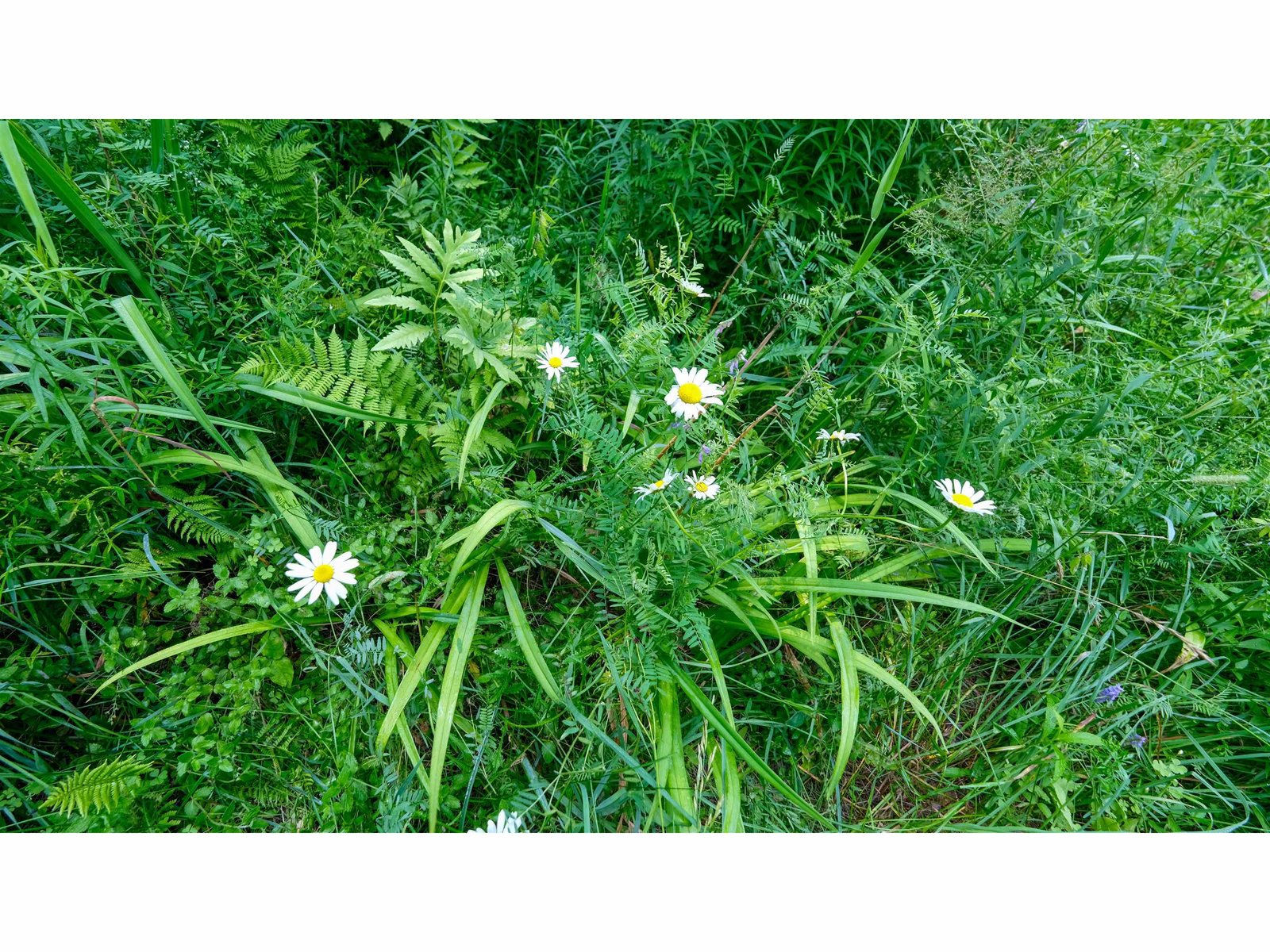 Wildflowers