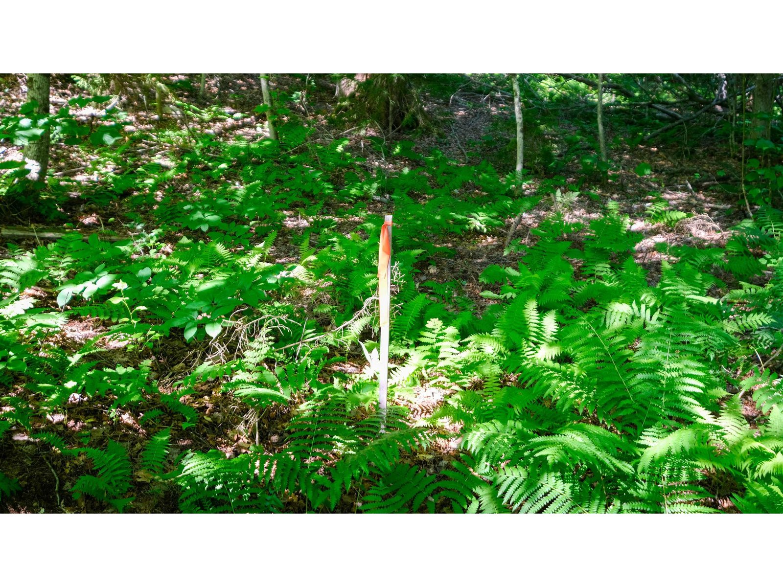 Proposed septic location