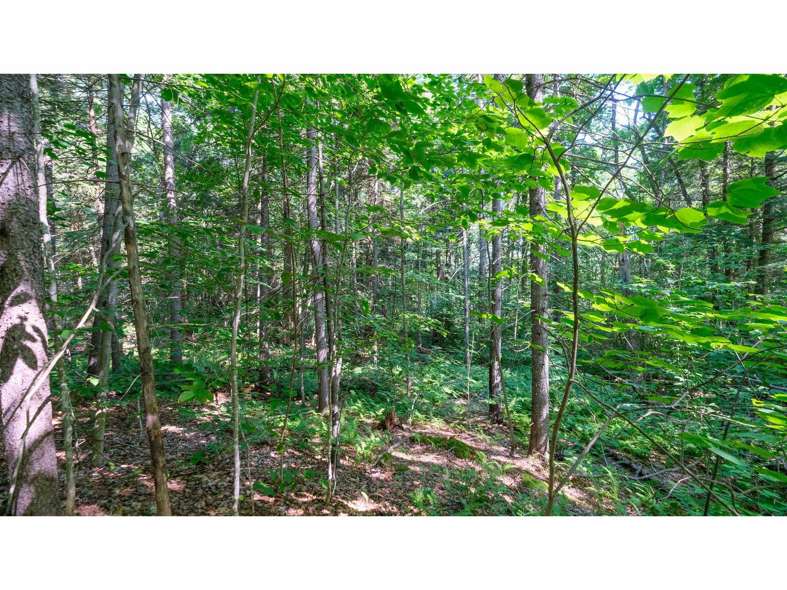 Wooded area of the land