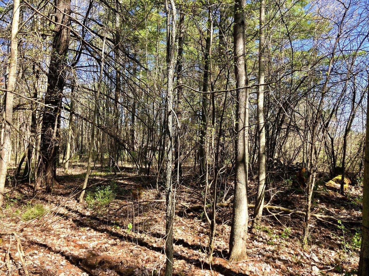 Explore your own forest!