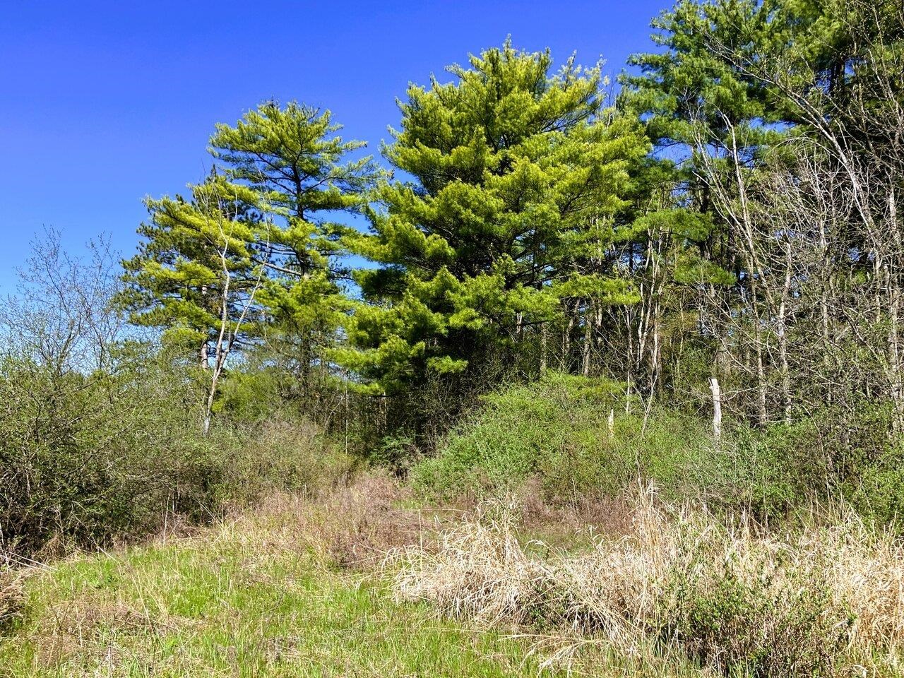 7-acre mature woodland