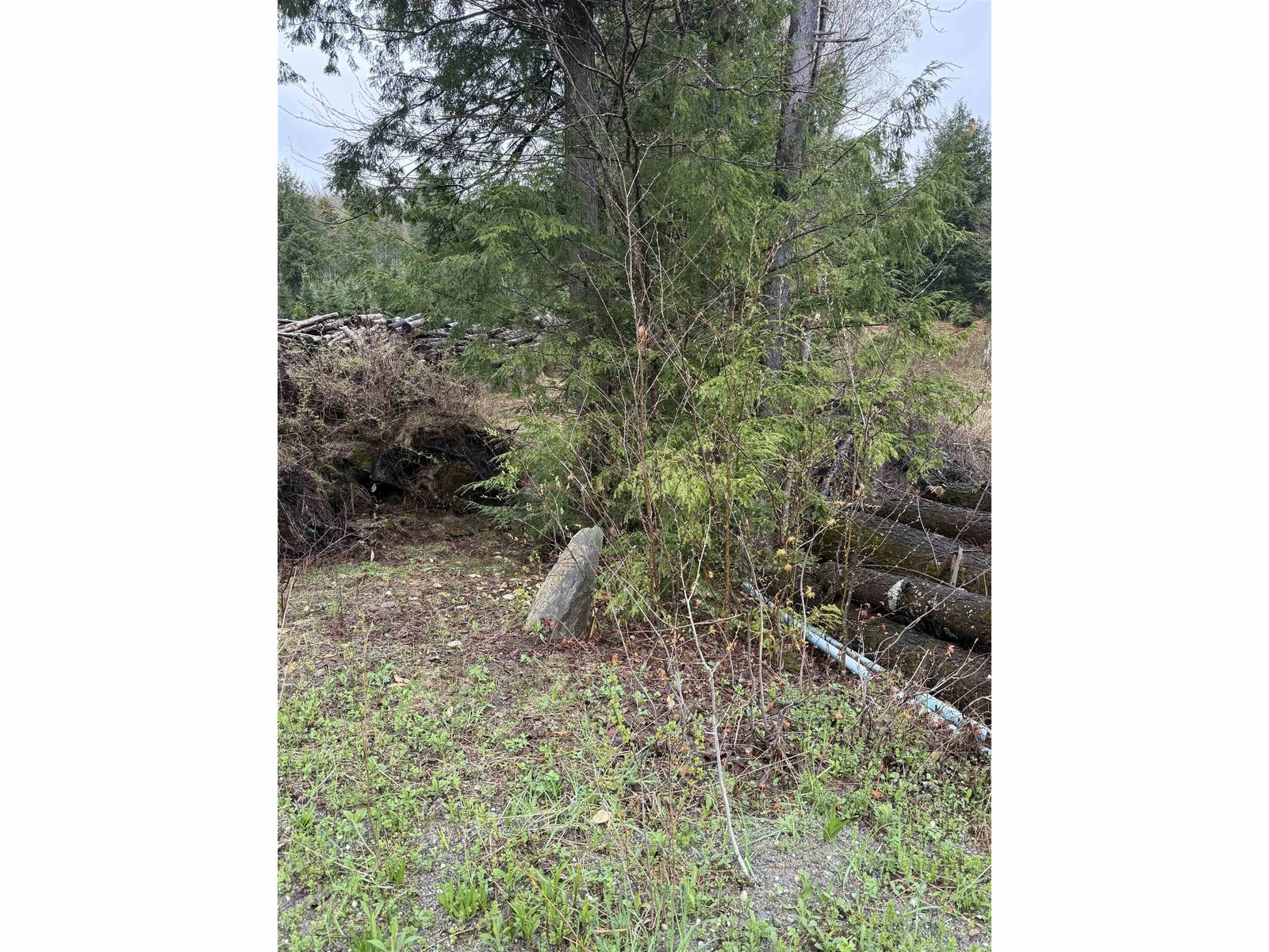 Tree line to the left, end of property
