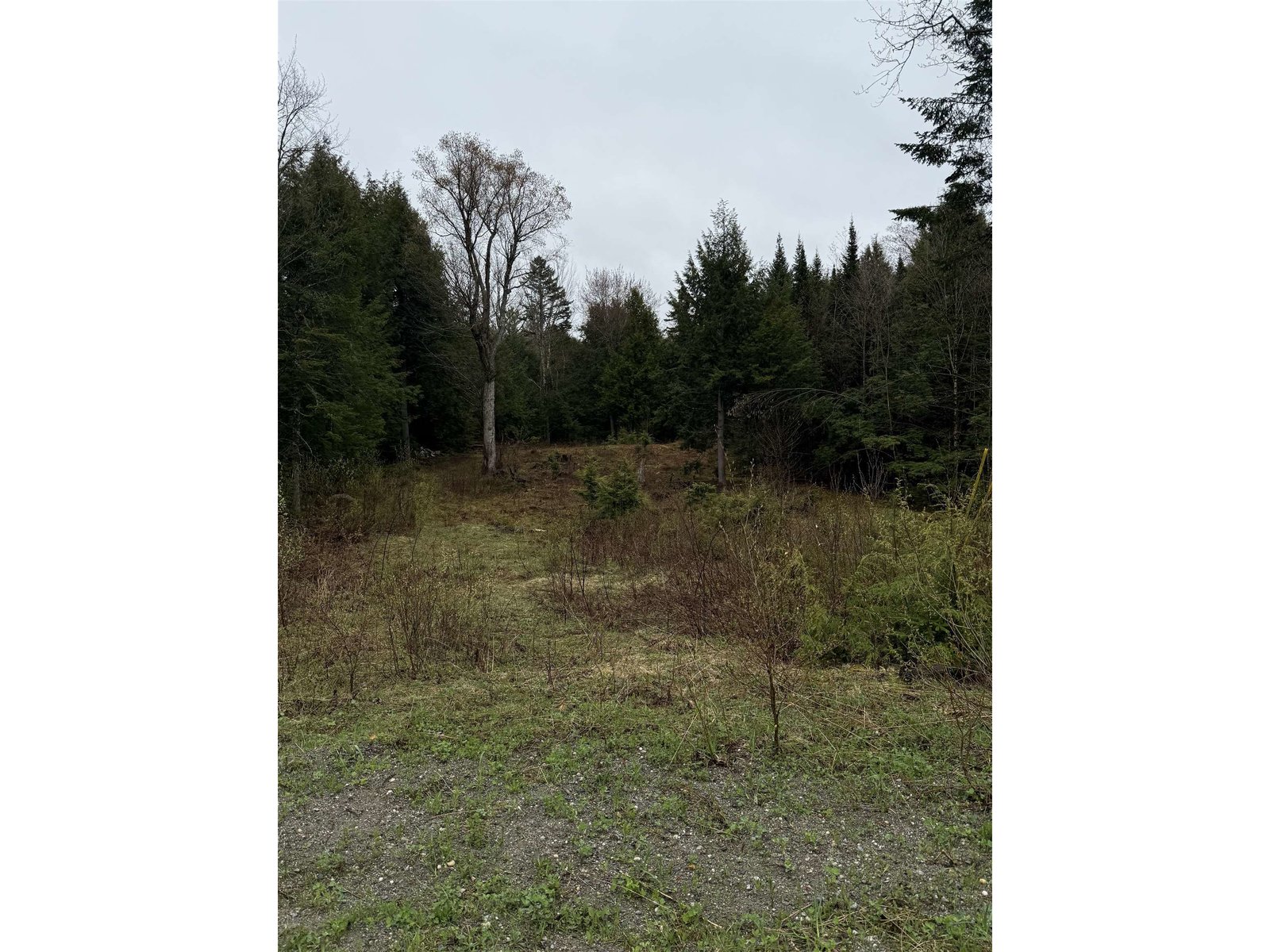 Cleared area, looking from the road