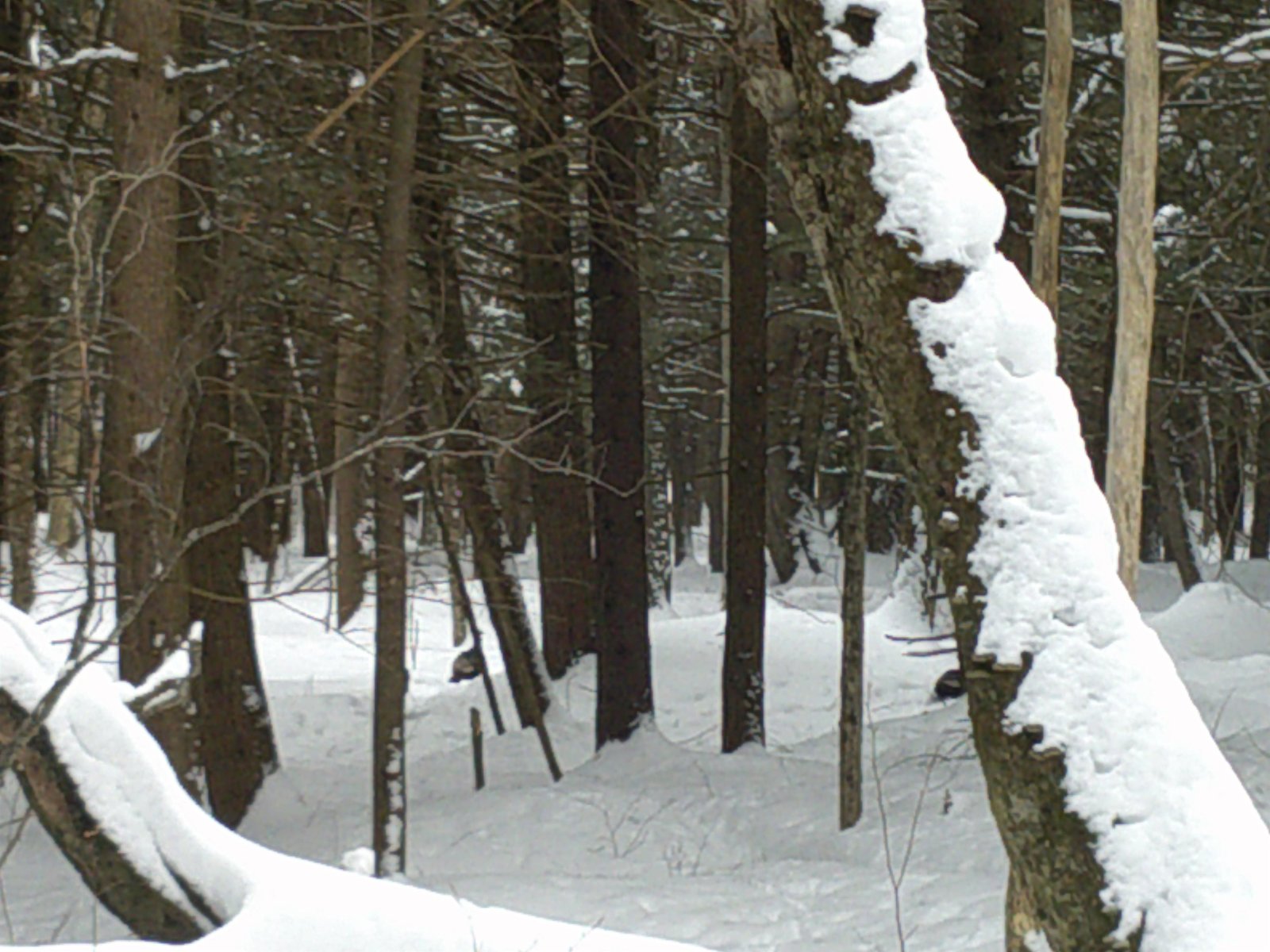 Can you see the turkeys?