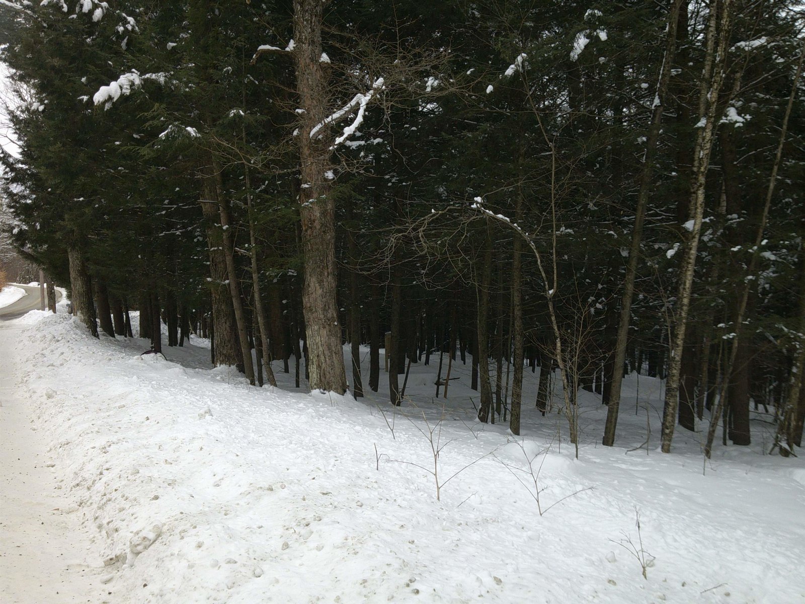 Looking at lot from Plot Rd