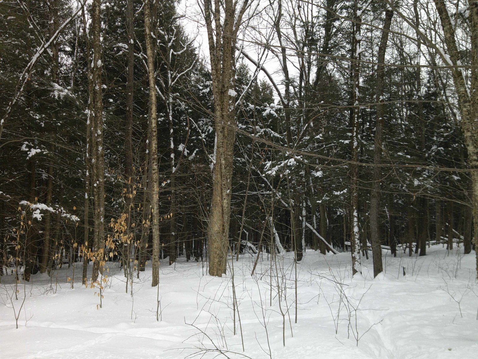 Possible home site??