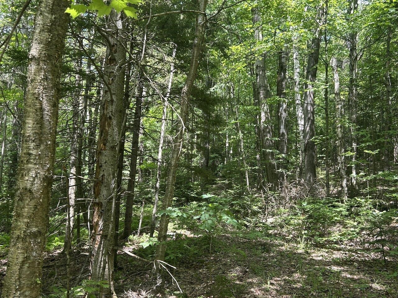 Old Driveway