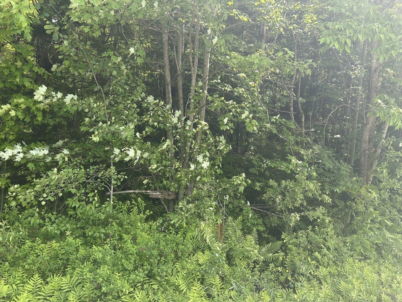 Near Regan Road Access