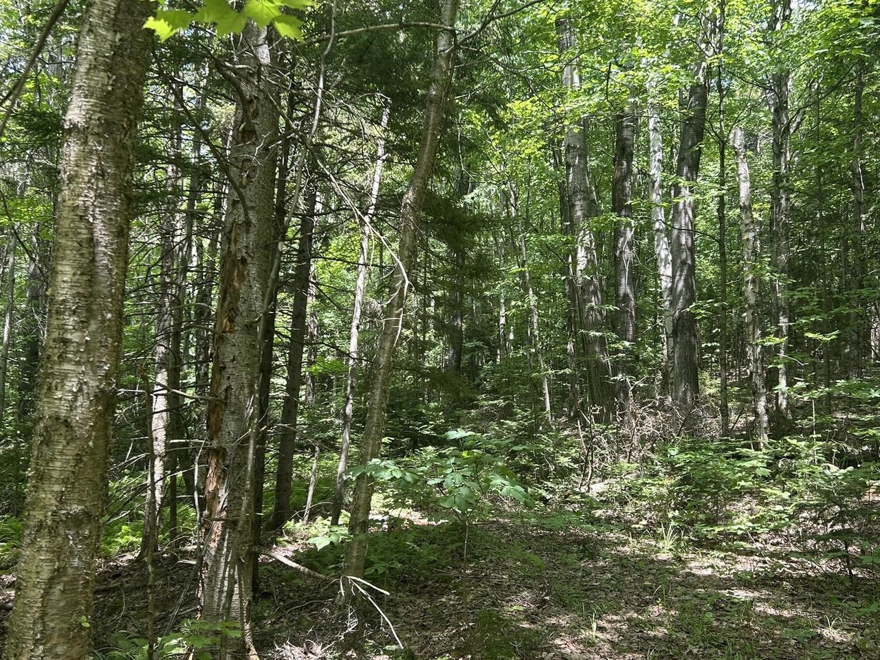 Old Driveway