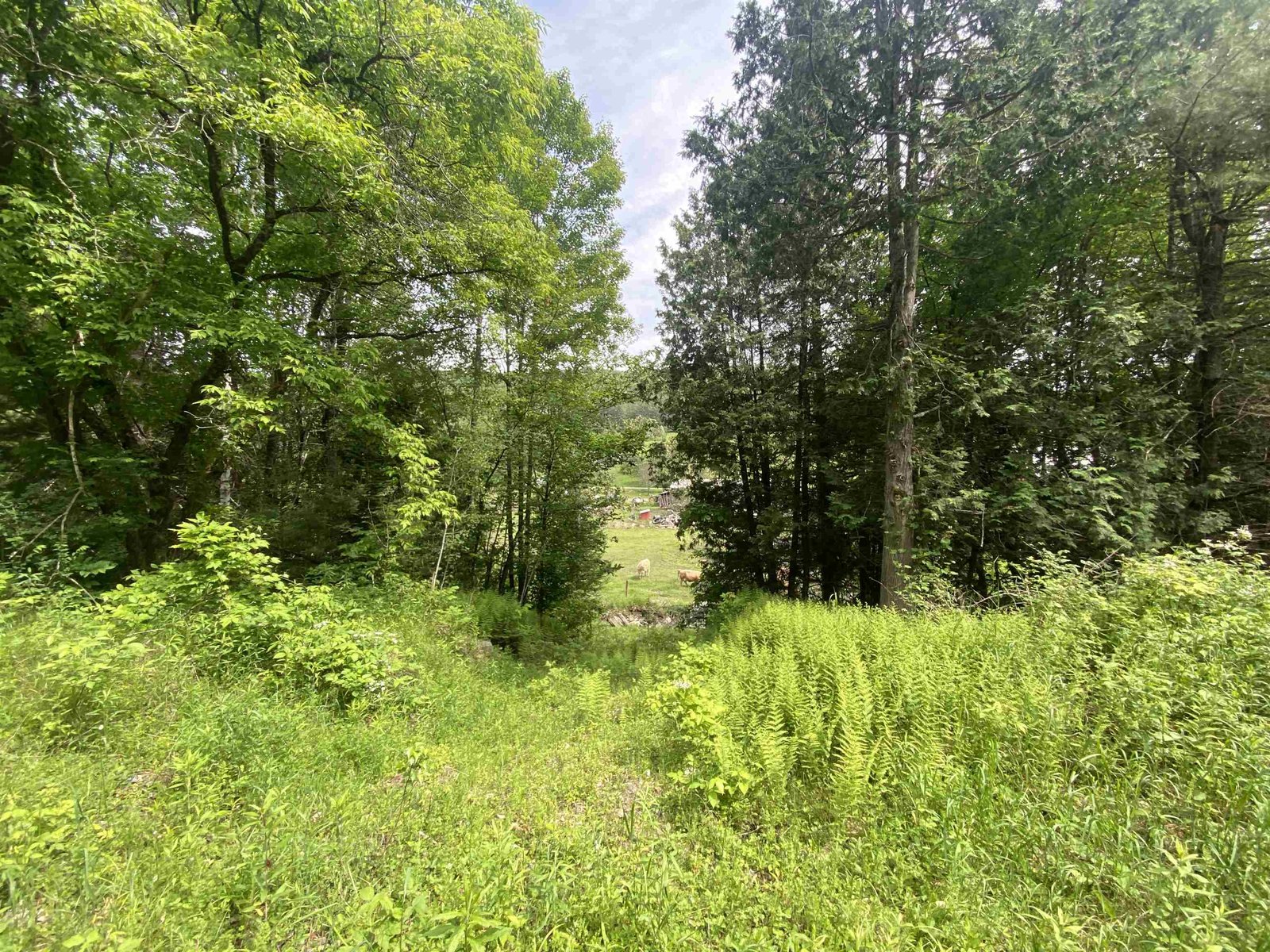 Looking back toward Simpson Brook Rd