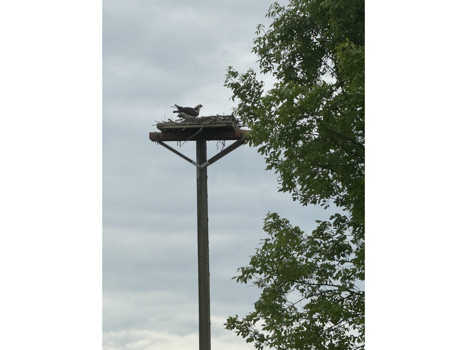 Bald Eagle